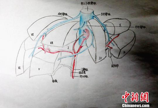 青海護士手繪人體局部解剖圖顯醫學大美 青海護士手繪人體局部解剖圖顯醫學大美