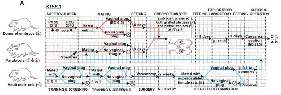 男人也能生娃了？中國科學家成功讓公鼠懷孕，產下10只幼崽！