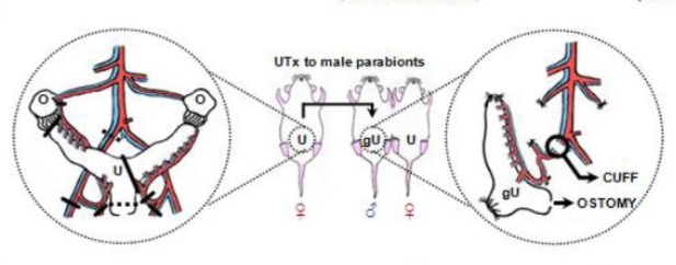 男人也能生娃了？中國科學家成功讓公鼠懷孕，產下10只幼崽！