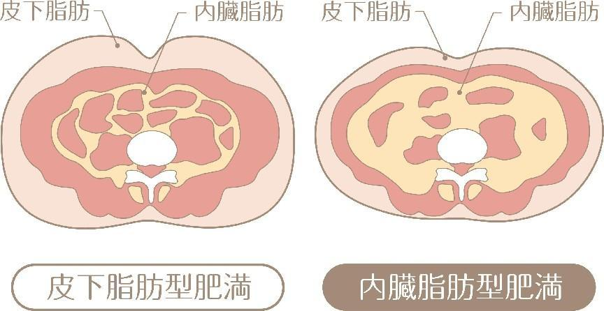 一胖毀所有？不，被你嫌棄多年的脂肪，其實好處不少