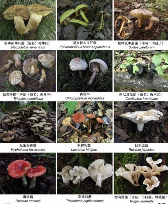 收錄1341個物種！云南在全國率先發(fā)布省級大型真菌圖志