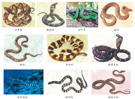 蛇咬、蟲蜇……如何應對常見動物傷害?-易網健康<a href=http://m.aoa7937.com/jkys/ target=_blank class=infotextkey>養生</a>網 蛇咬、蟲蜇……如何應對常見動物傷害?