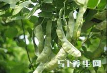 這種長在樹上的“大米”，被稱為“平民的燕窩”，不知你吃過沒？