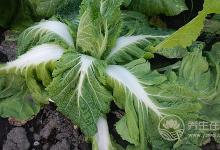 這8種蔬菜根對(duì)身體大有益處，別再當(dāng)垃圾扔掉了!