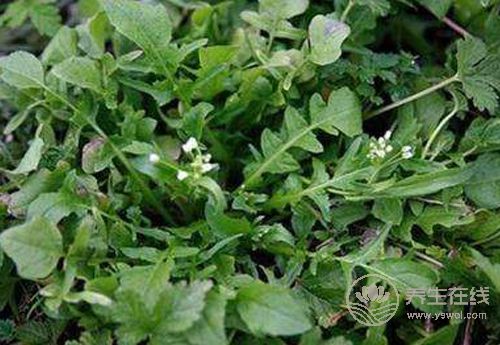 綠色蔬菜挑花眼?這3種對(duì)身體好處很多,你不能錯(cuò)過(guò) 綠色蔬菜挑花眼?這3種對(duì)身體好處很多,你不能錯(cuò)過(guò)