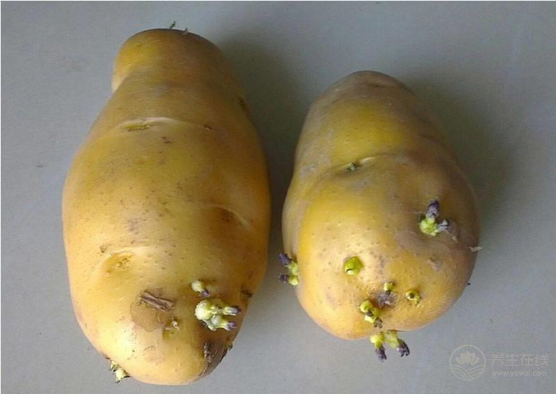 土豆發芽不能吃  土豆跟它放一起就不會發芽了