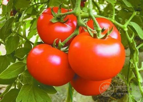 4種危害健康的西紅柿千萬別買  優質西紅柿是怎樣的