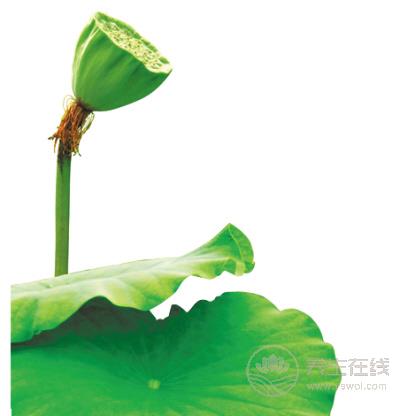 苦??!可是它們超養生啊! 苦??!可是它們超養生啊!