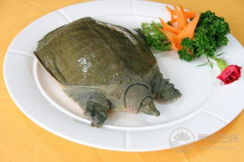 哪些人不能吃甲魚 甲魚的飲食禁忌有哪些？