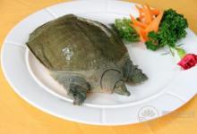 哪些人不能吃甲魚 甲魚的飲食禁忌有哪些？