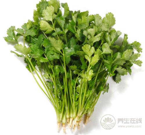 香菜是個寶,健胃消食營養豐富,可惜很多人不愛吃 香菜是個寶,健胃消食營養豐富,可惜很多人不愛吃