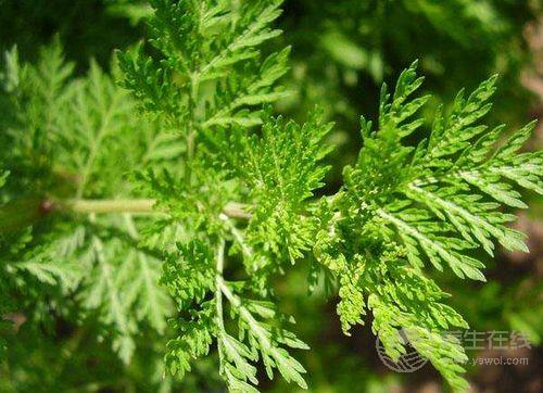 農歷5月養生，全靠田間4寶，用好疾病不來找