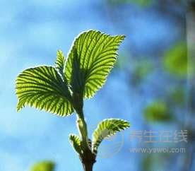 桑葉的功效與作用 桑葉的功效與作用