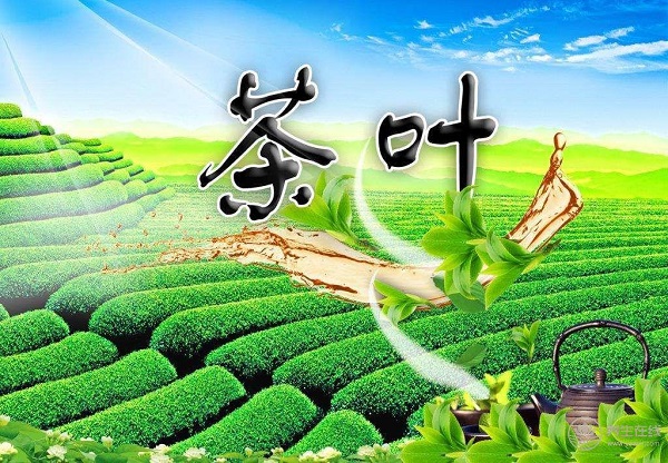 15種養生茶配方大全，你知道它們的功效嗎？