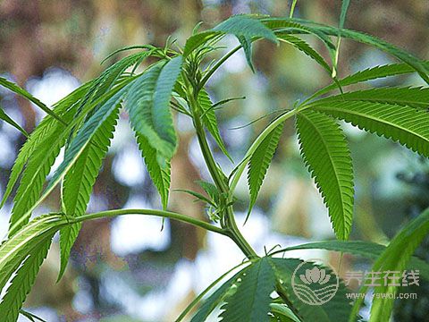 它可潤腸通便、滋陰補虛、降壓降脂，是長壽之寶