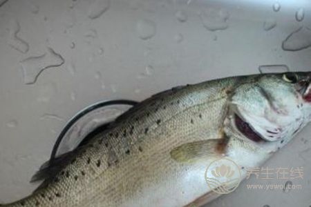 清蒸鱸魚蒸多久比較好？教你如何挑選比較好的鱸魚