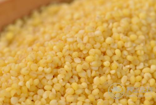 小米的5種好處,常吃小米好處多 小米的5種好處,常吃小米好處多
