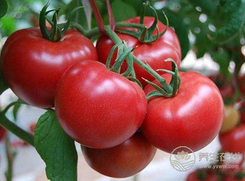 這些蔬菜生吃比煮熟后營養更加豐富 這些蔬菜生吃比煮熟后營養更加豐富