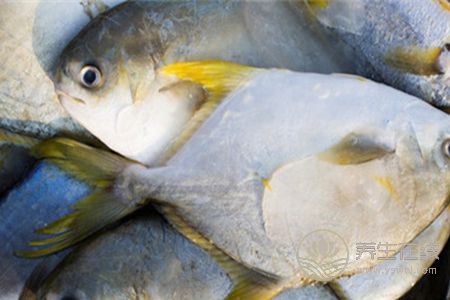 冷凍的鯧魚該怎么吃好呢?鯧魚的營養價值有哪些