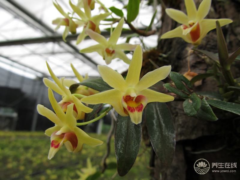 這九種花 泡茶做菜都養生