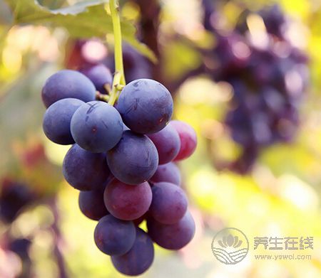 血液垃圾太多？別擔(dān)心，十種食物幫你凈化血液