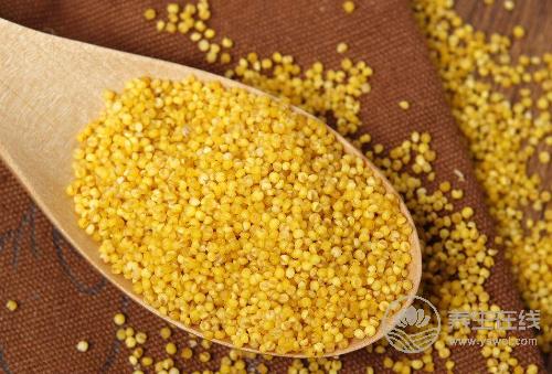 小米的5種好處,常吃小米好處多 小米的5種好處,常吃小米好處多
