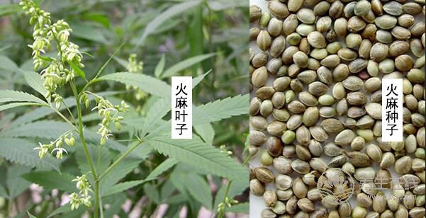 秦始皇求的長生不老藥，據說就是它