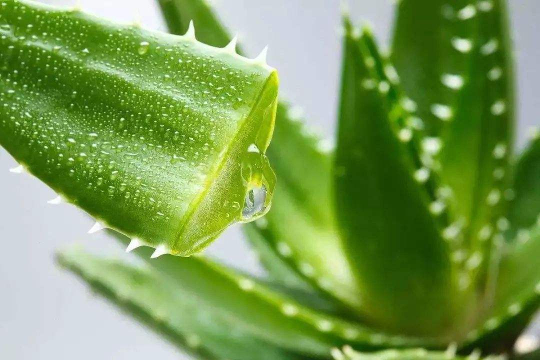14種清腸排毒的食物