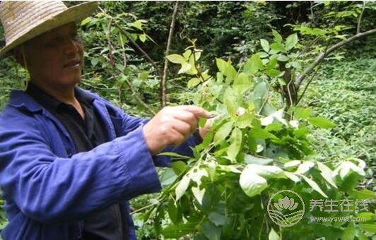 一段簡單的降糖經歷，用樹葉泡水喝，花錢少效果好