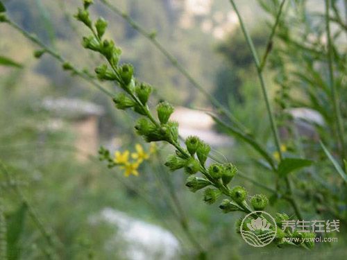 癌癥治療后，5種食物多吃可防復(fù)發(fā)