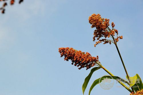 雜糧的神奇養(yǎng)生功效 一看嚇一跳