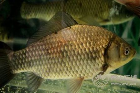 清燉鯽魚湯燉雖然鮮美，但是一些人不適合喝