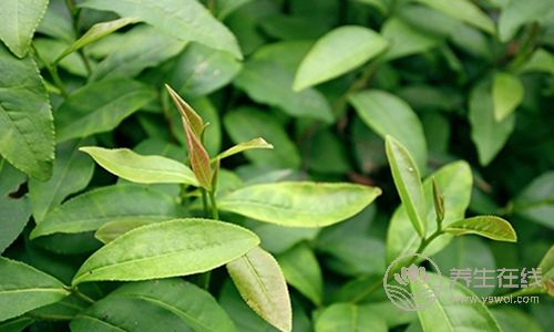 吃完東西口氣臭不想說話？5個方法幫你化解尷尬