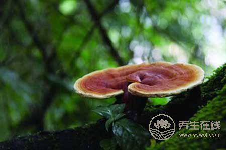 靈芝高血壓者可以吃嗎?