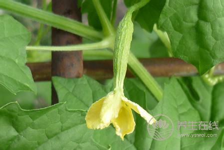 5種食物幫助身體排毒，長痘、臉色暗黃都需要