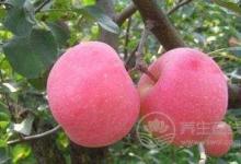 別輕易吃藥，哪不舒服，就吃哪種水果吧