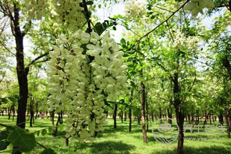 洋槐花有毒沒(méi)有?