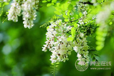 洋槐花有毒沒(méi)有?