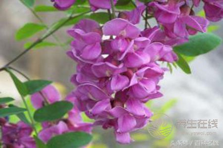紫色槐花可以吃嗎?