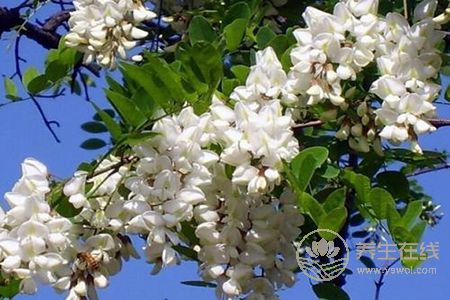 洋槐花有毒沒(méi)有?