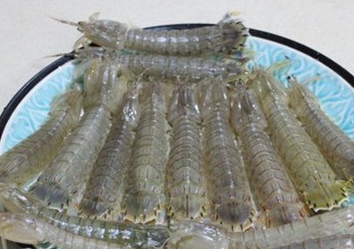 判斷皮皮蝦的肉質(zhì)是否新鮮的方法