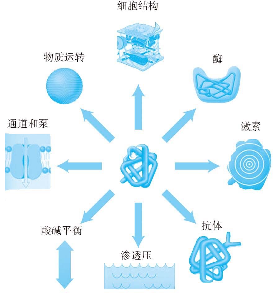 天天養生，為什么還是營養不良，而且全身都是病？