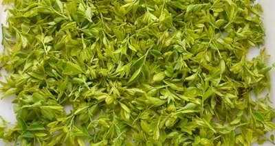 酸棗葉的作用酸棗葉泡水喝的功效