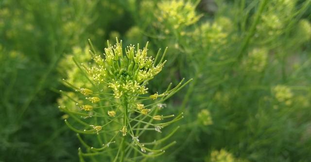 米米蒿的營養以及米米蒿的藥用價值