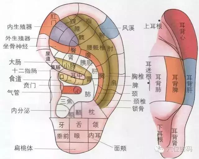頭頂有一個健康養生丹,臨睡前十分鐘,調整全身上下血氣,尺寸病都趕走~-易網健康養生網 頭頂有一個健康養生丹,臨睡前十分鐘,調整全身上下血氣,尺寸病都趕走~