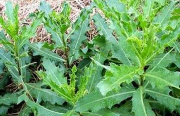 刺兒菜的作用與功效 刺兒菜怎么吃好