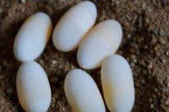 甲魚蛋的作用與功效 甲魚蛋的不良反應