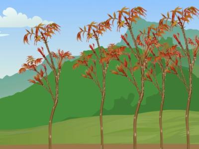 院子里可以種香椿樹嗎 種植香椿樹的注意事項(xiàng)
