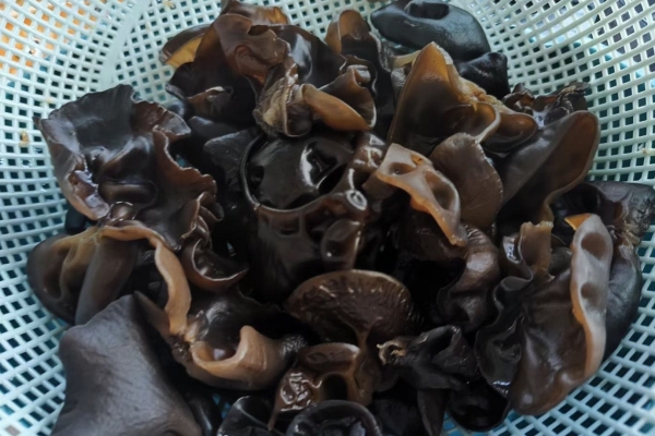 黑木耳泡發(fā)后放冰箱第二天能吃嗎 怎么判斷黑木耳是否變質(zhì)