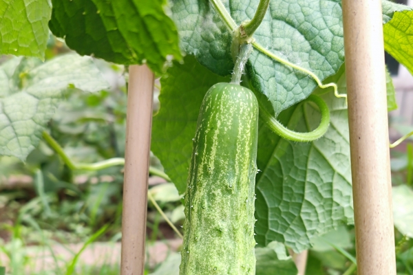 蛇瓜是什么菜-易網<a href=http://m.aoa7937.com/ target=_blank class=infotextkey>健康養生</a>網 蛇瓜是什么菜